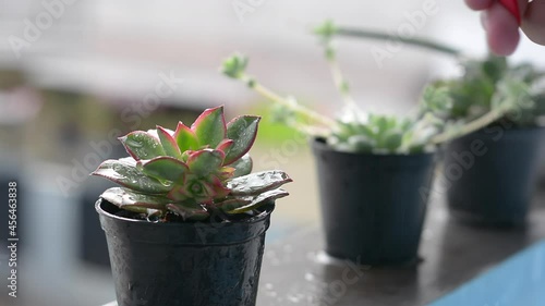 Watering succulent plants in pots with a hand-held spray