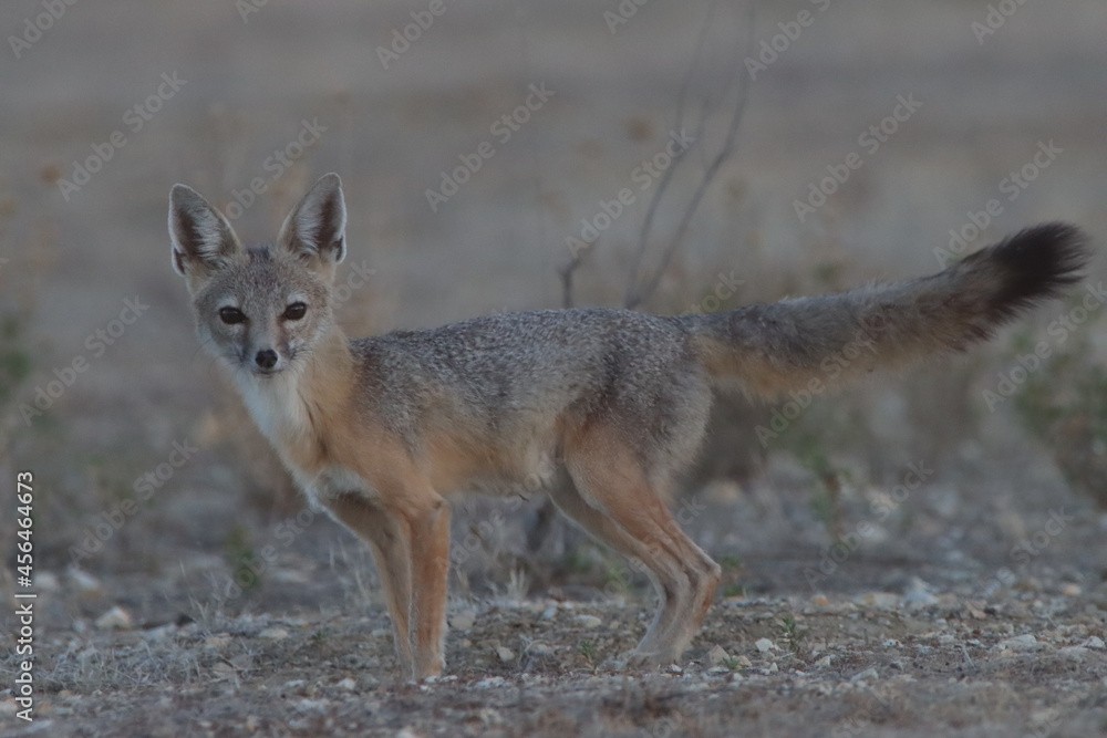 Endangered San Joaquin kit fox stares back at me before diving into its den on the Carrizo Plain National Monument. Endangered San Joaquin kit fox stares back at me before diving into its den on the Carrizo Plain National Monument.