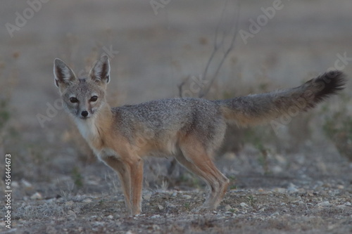 Endangered San Joaquin kit fox stares back at me before diving into its den on the Carrizo Plain National Monument. photo