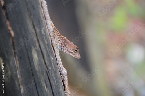 Lagartija en una rama, lagartija soleada en una rama, lagartija verde trepando por la madera  © eric.rodriguez
