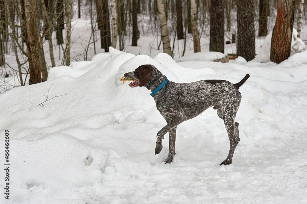 Hunting German Short haired Pointing Pointer Kurzhaar in the winter park