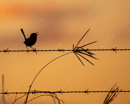 Red-backed wren in silhouette singing in the sunset sky standing on barbed wire with grass frond