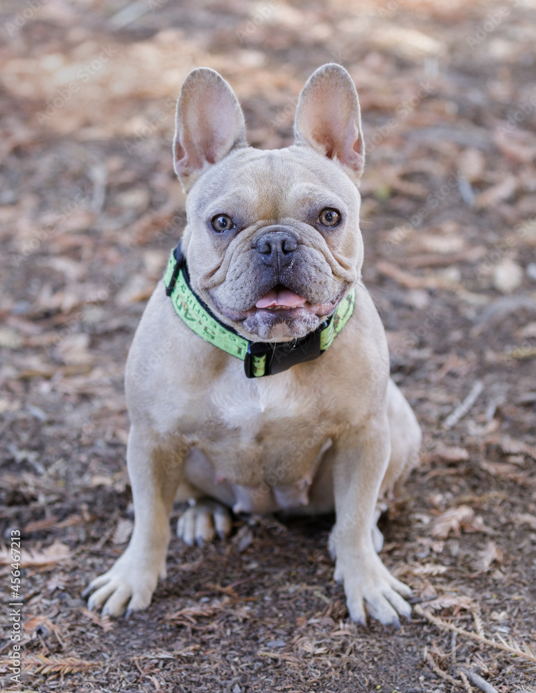 1-Year-Old Dark and Light Tan Merle French Bulldog Female Puppy Sitting in Alert. Off-leash dog park in Northern California.