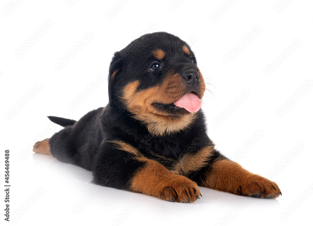 puppy rottweiler in studio puppy rottweiler in studio