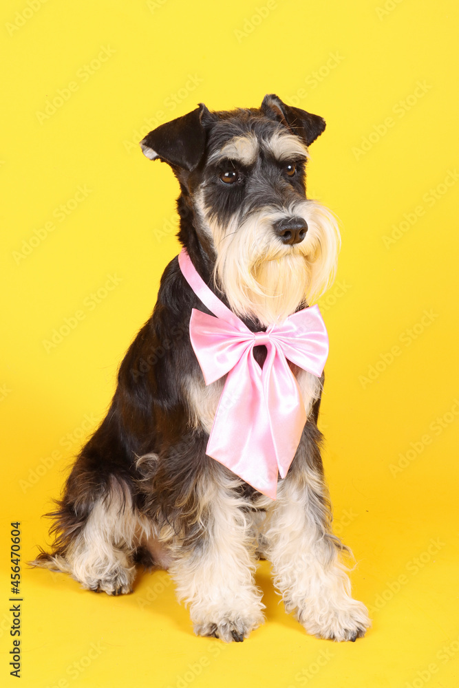 miniature schnauzer with pink bow, sitting on a yellow background 