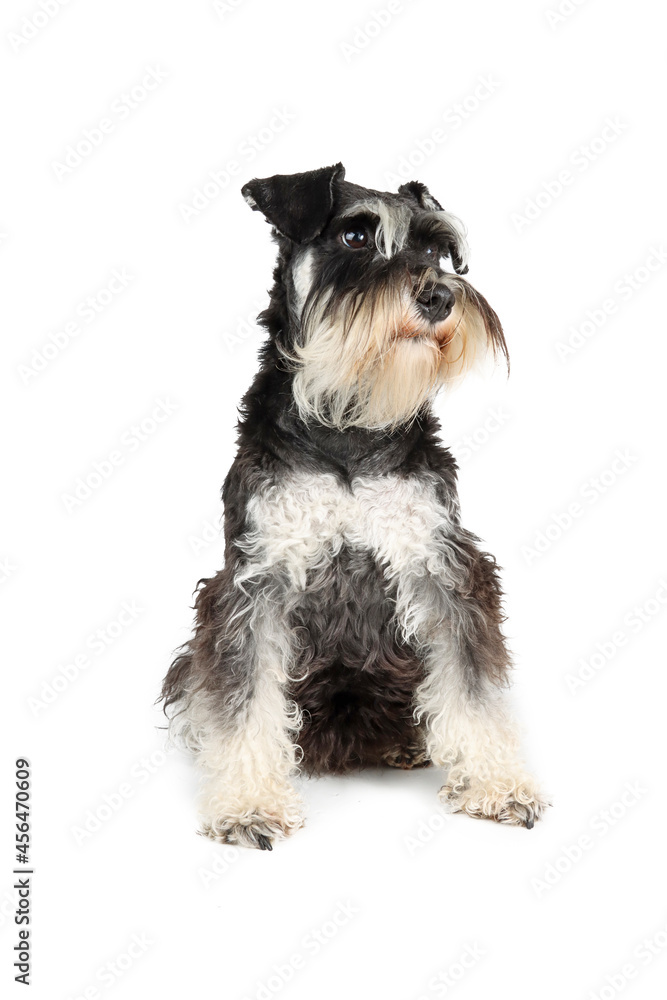 miniature schnauzer sitting isolated on white background