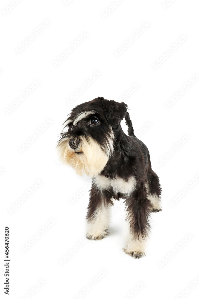 miniature schnauzer puppy black and silver isolated on white background miniature schnauzer puppy black and silver isolated on white background