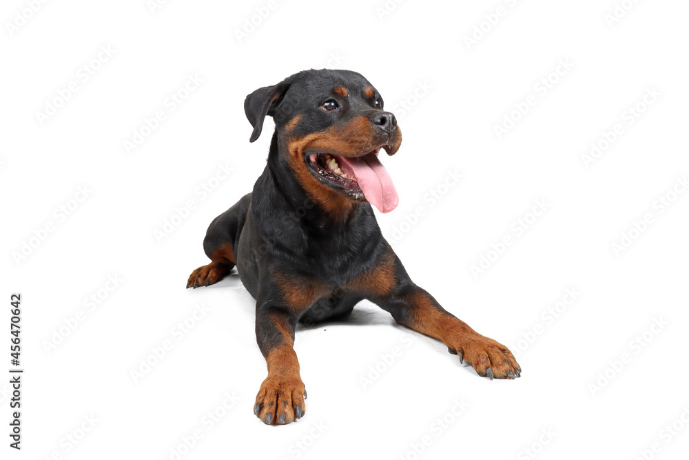 rottweiler dog isolated on white