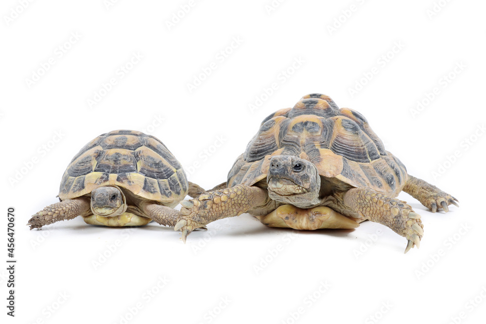 Obraz premium Hermann turtle isolated on white background