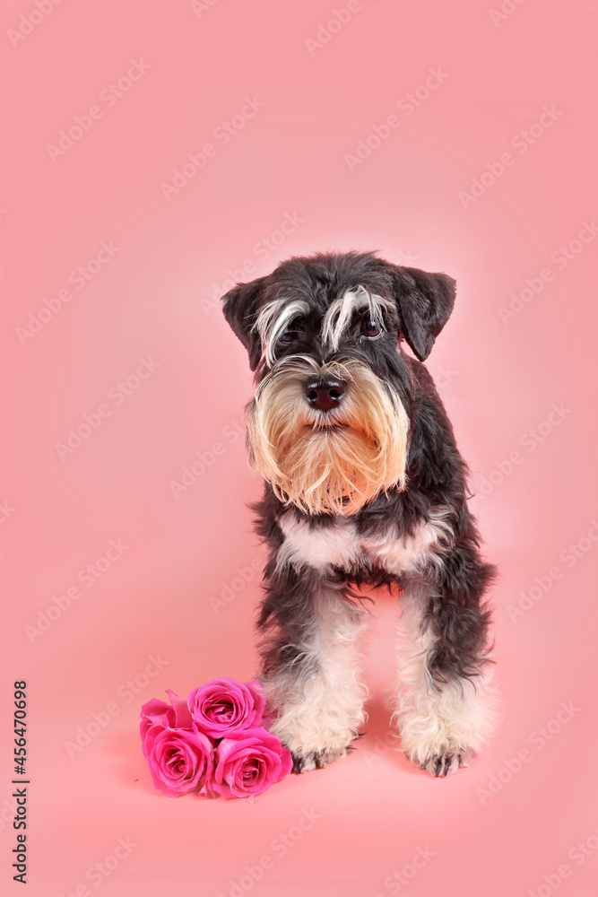 miniature schnauzer puppy stand up with flower isolated on pink background