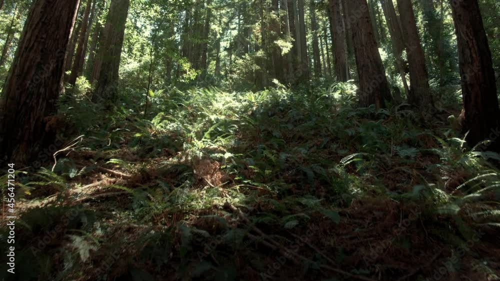 Aerial: Tracking In Redwood Forest, California, USA Aerial: Tracking In Redwood Forest, California, USA