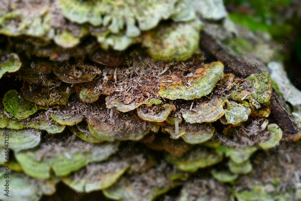 Greenery on tree trunk close up Greenery on tree trunk close up