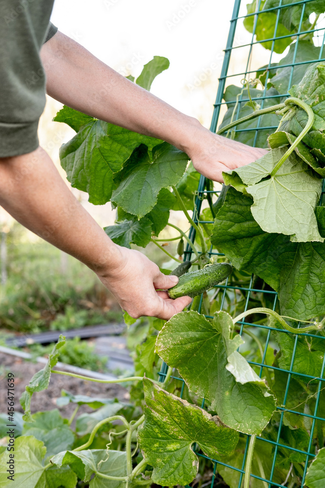 Young female farmer harvesting crop of ripe cucumbers at farm. Concept of farming, growing natural nutrition by its own. Real working process at the garden. Young female farmer harvesting crop of ripe cucumbers at farm. Concept of farming, growing natural nutrition by its own. Real working process at the garden.