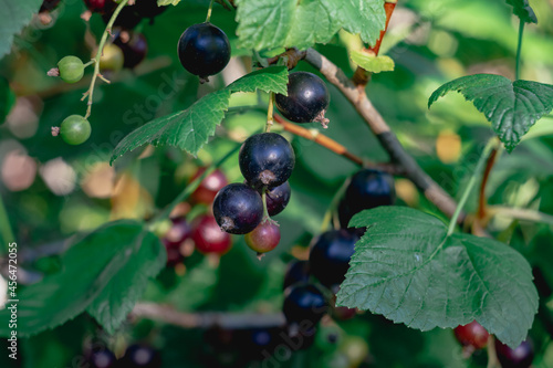 Black currant berries grow close-up on a bush in the garden in summer