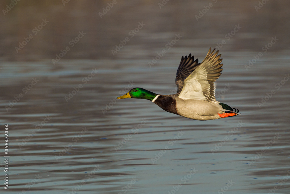 Obraz premium A duck flying at speed over a lake in London, UK