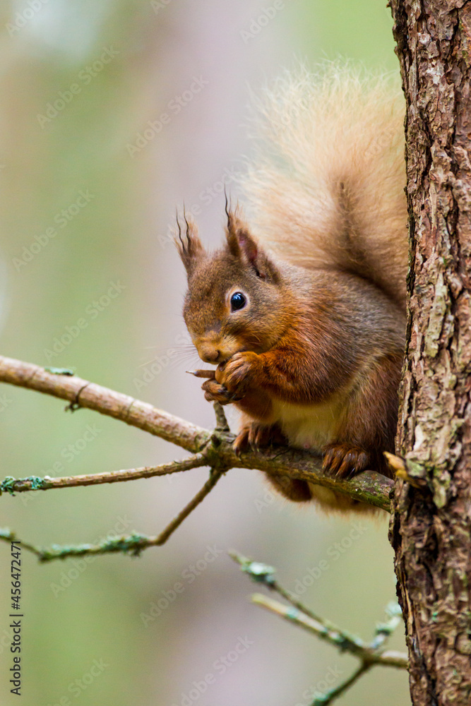 Fototapeta premium Red Squirrel eating nuts in the forests of the Cairngorms, Scotland 