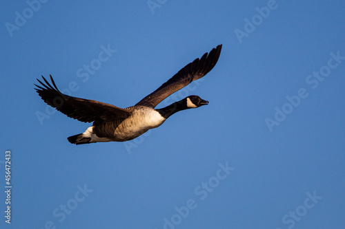 Canada Goose flapping its wings before taking to the sky in London