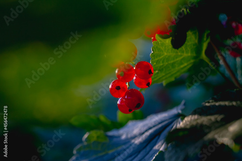 Red currant berries grow close-up on a bush in the garden in summer