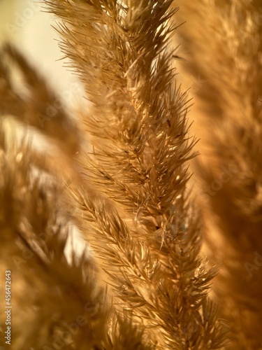 close up of grass