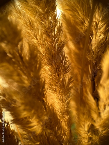 golden wheat field
