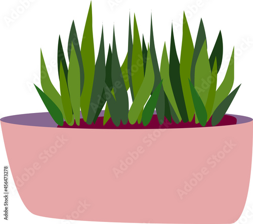 A homemade plant in a pink pot. An ornamental houseplant. The illustration is isolated on a white background. Vector flat illustration of potted plants.