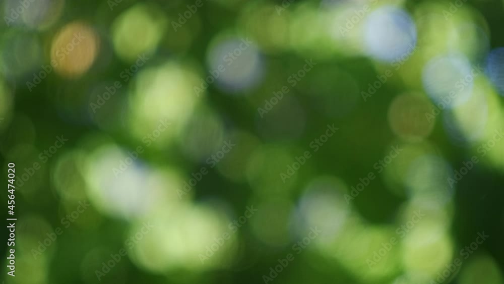 Abstract, nature bokeh background, green foliage of the forest. Green nature in blurry style for creative design. Abstract, nature bokeh background, green foliage of the forest. Green nature in blurry style for creative design.