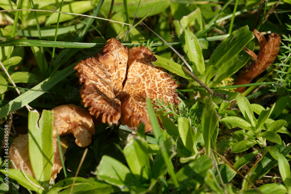 Fruiting body of little nonedible mushroom Fruiting body of little nonedible mushroom