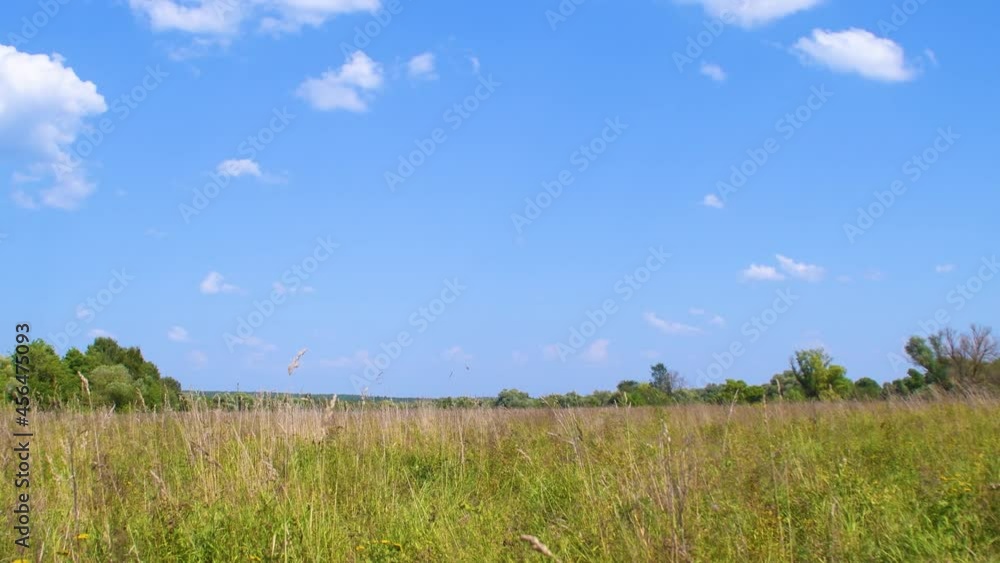 Background with a summer field with grass and trees at noon. Daytime blue sky in a pastoral, countryside landscape. Video on the topic of tranquility and serene outdoor recreation. Background with a summer field with grass and trees at noon. Daytime blue sky in a pastoral, countryside landscape. Video on the topic of tranquility and serene outdoor recreation.