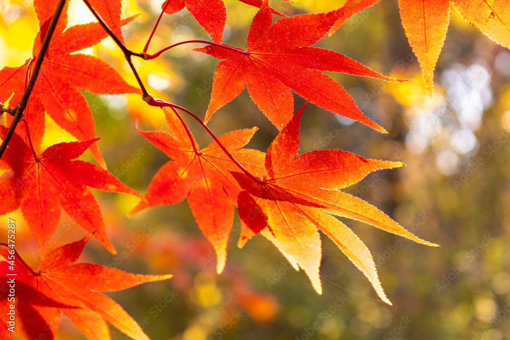 autumn autumn