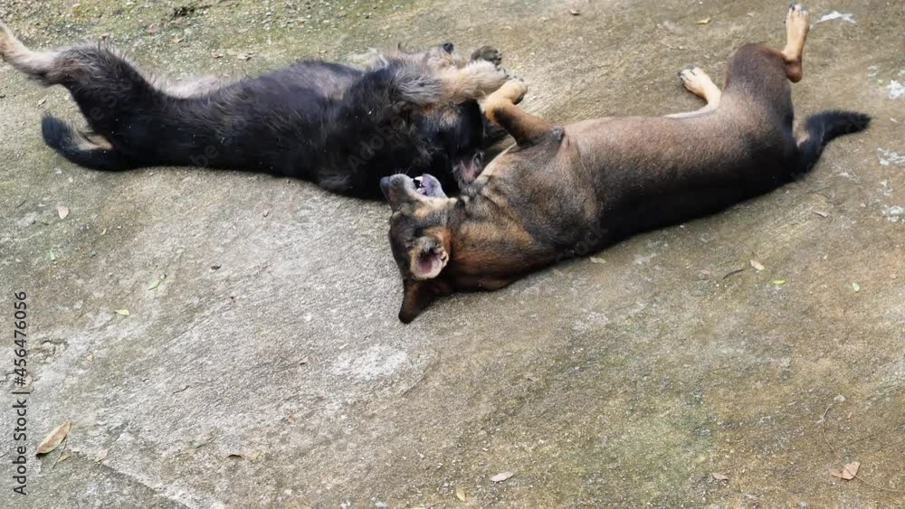 Two dogs fighting and rolling on gray ground , Play cheerful outdoor game of Dark brown dog , The cute and playful of pets Two dogs fighting and rolling on gray ground , Play cheerful outdoor game of Dark brown dog , The cute and playful of pets