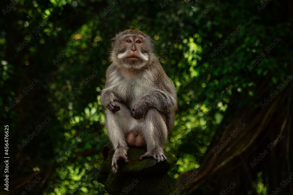 Male monkey (macaca fascicularis) sitting on the tree Male monkey (macaca fascicularis) sitting on the tree