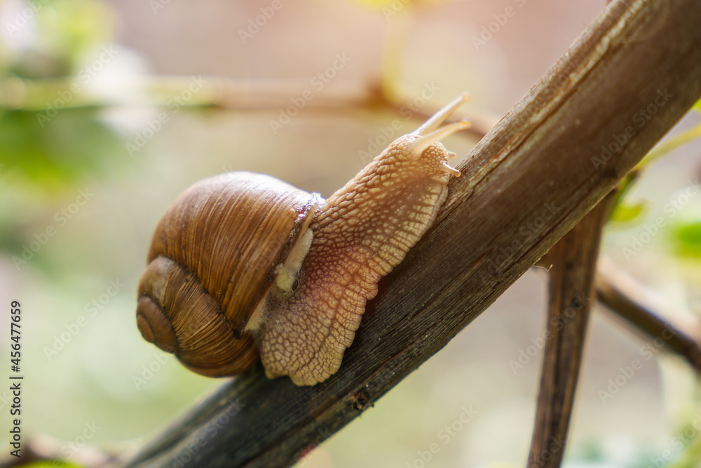Beautiful garden snail crawling up the branch Beautiful garden snail crawling up the branch