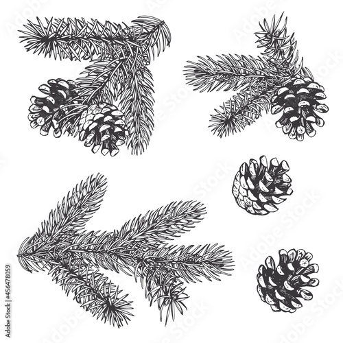 Hand-drawn sketches of spruce branches, cones. A set of illustrations. Vintage style engraving