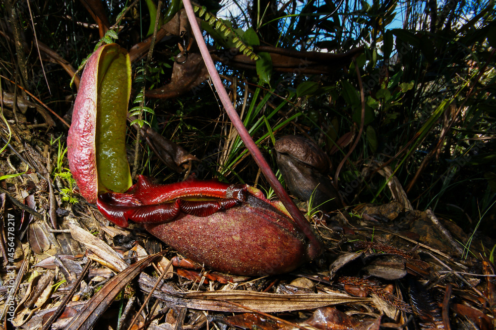 Red Rajah Red pitcher of Nepenthes rajah, carnivorous pitcher plant, Sabah ...