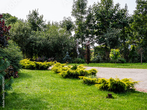 View of trees and bushes in the garden in summer.