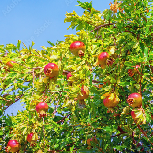 Branches of pomegranate tree with leaves and ripe fruit