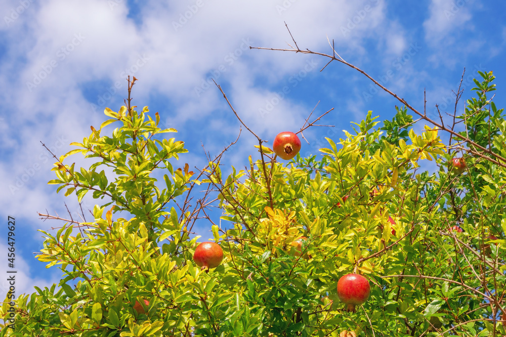 Branches of pomegranate tree  with leaves and fruit against sky on sunny autumn day