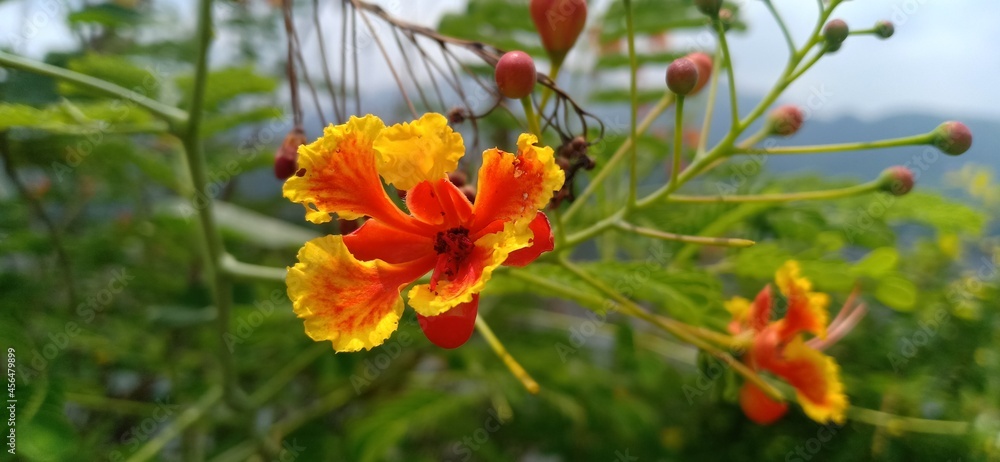 Orange flowers with green leaf background Orange flowers with green leaf background