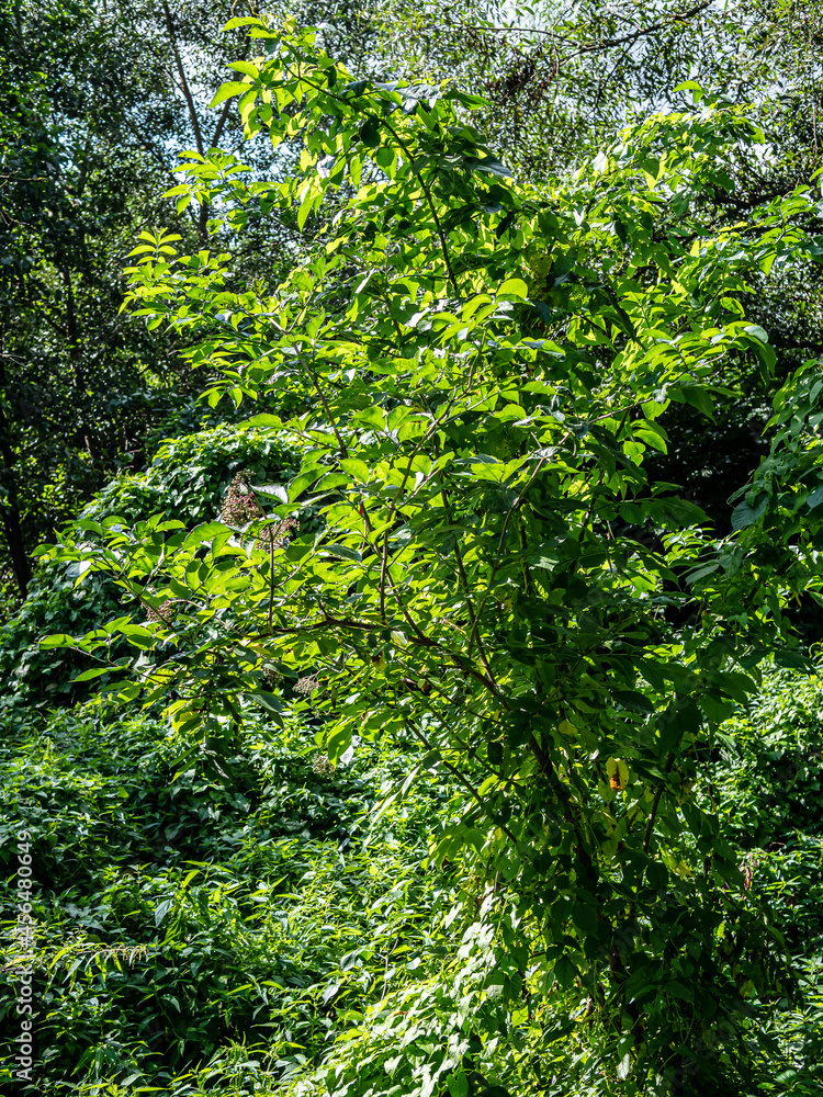 View of trees and bushes in the garden in summer.