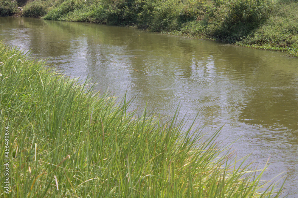 Obraz premium gold rivers water flow with green grass bank 