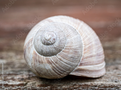 snail on the sand