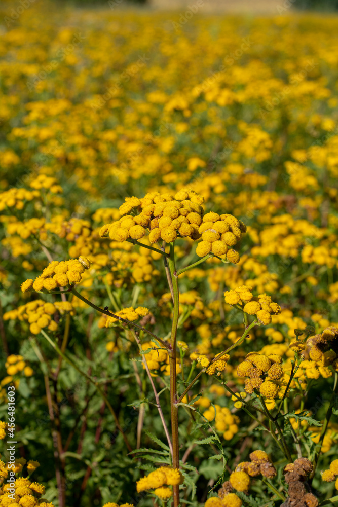 Blooming Tansy (Tanacetum vulgare) in the field. Yellow flowers of Common Tansy or Bitter Button. Flowering Cow Bitter or Golden Buttons. Blooming Tansy (Tanacetum vulgare) in the field. Yellow flowers of Common Tansy or Bitter Button. Flowering Cow Bitter or Golden Buttons.