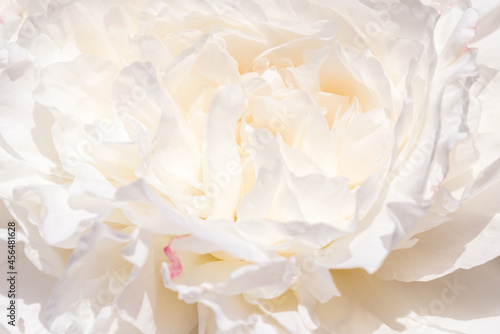 Fototapeta Naklejka Na Ścianę i Meble -  Romantic banner, delicate white peonies flowers close-up. Fragrant pink petals
