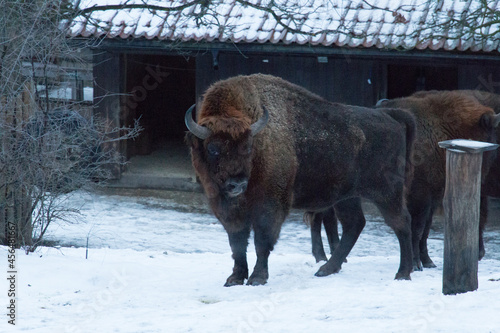 Photography Bisons in winter time