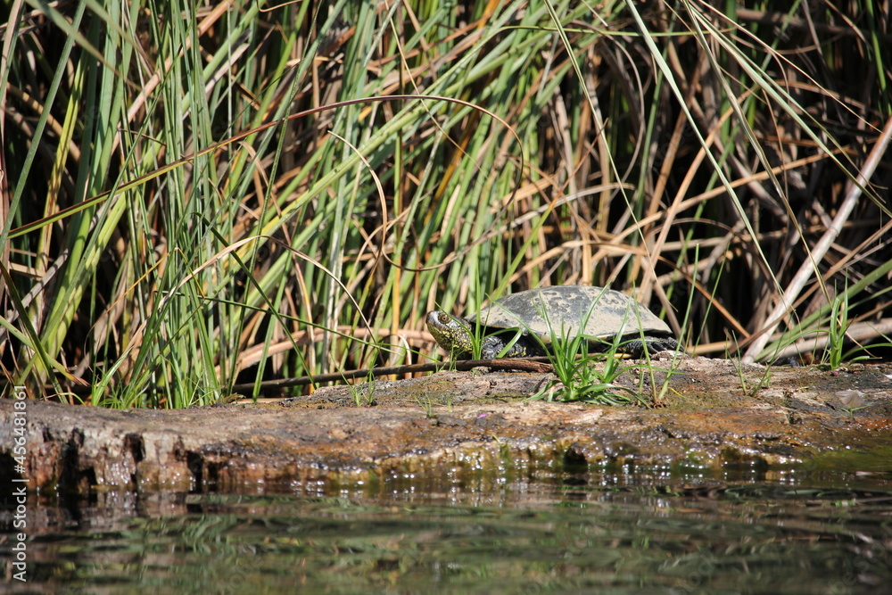 Corse delta Fango 11 tortue Cistude d'Europe Corse delta Fango 11 tortue Cistude d'Europe