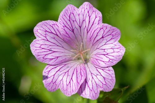 Oxford geranium (geranium x oxanianum) flower