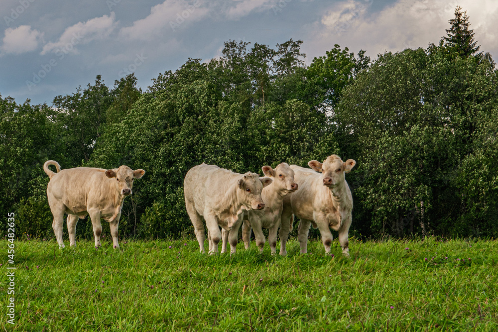 Four white young cows in a green meadow. Four white young cows in a green meadow.