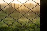 Dew drops on spider web in morning lights