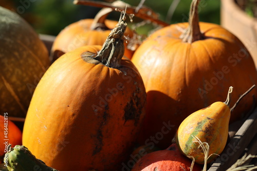 ハロウィーン飾りのカボチャ。