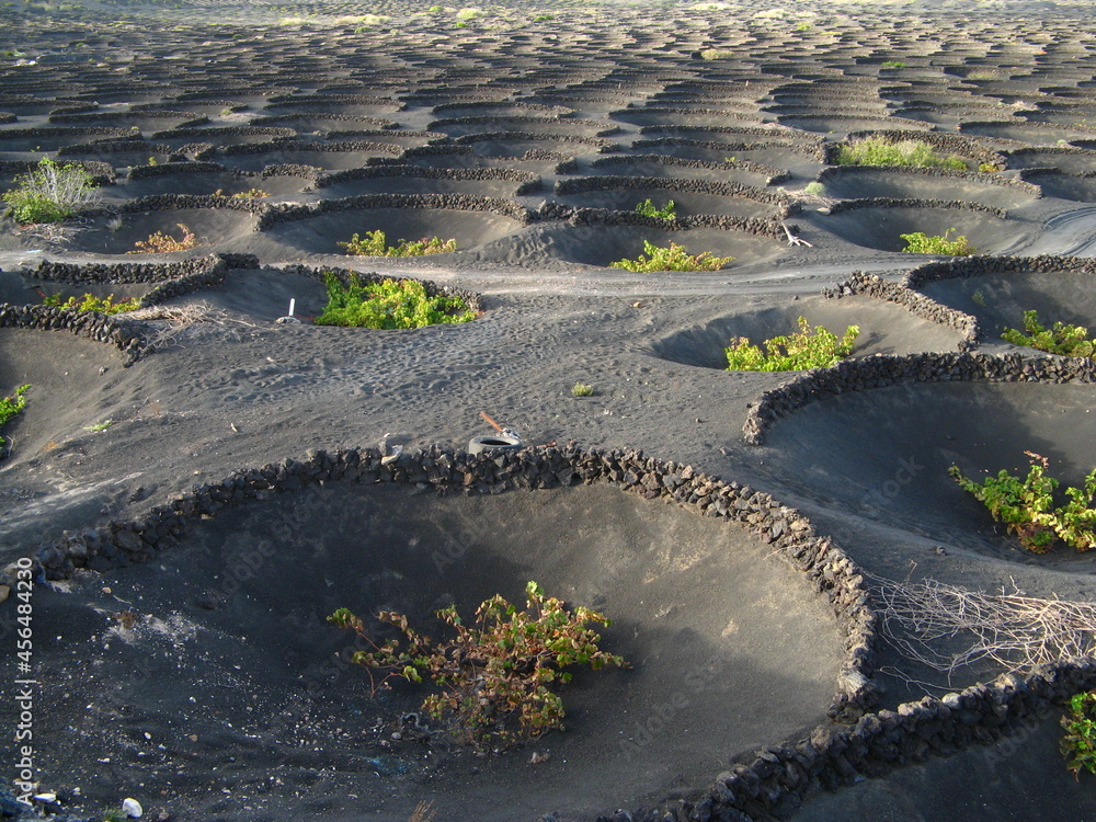 FORMA DE AGRICULTURA TRADICINAL DE LA VID EN LA ISLA DE LANZAROTE